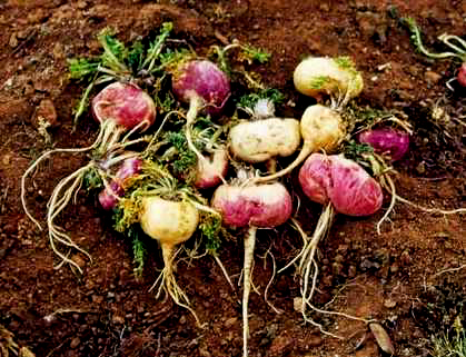Rote Maca: Prostata und Knochen renegeneración